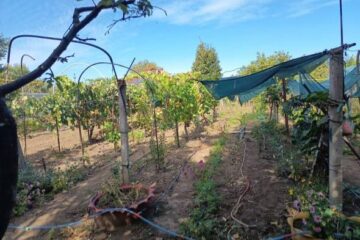 casa spre vanzare cod proprietate 18959